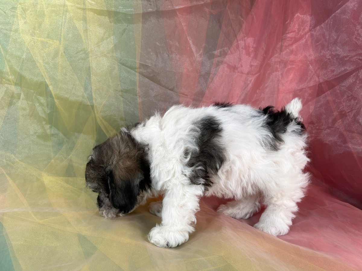 Female F1b Schnoodle Puppy for Sale DOB 2-29-2024